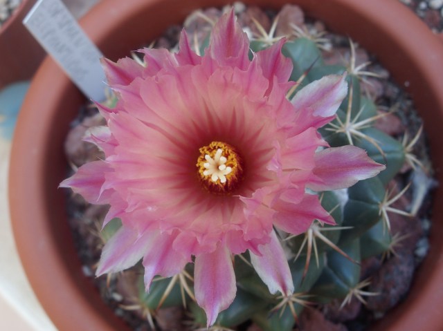 Coryphantha elephantidens 