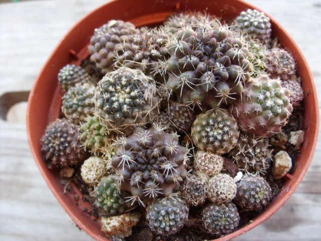 eryosice  