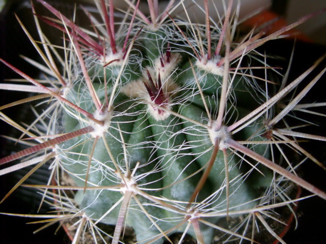 Ferocactus pilosus 