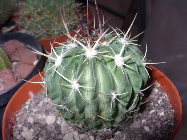 Echinofossulocactus obvallatus? 