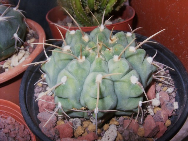 Gymnocalicyum vatteri 