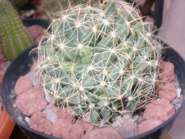 Coryphantha macromeris 