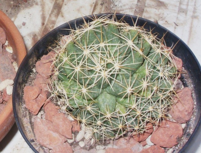 Coryphantha macromeris 