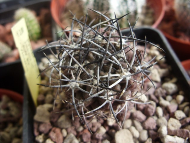 Pyrrhocactus jussieui 