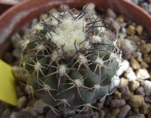 Islaya copiapoides v. chalaensis 