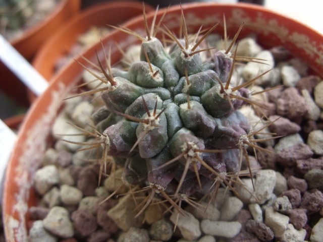 Neoporteria nigrihorrida 