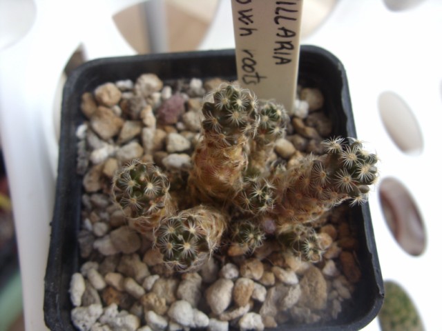 Mammillaria haudeana 