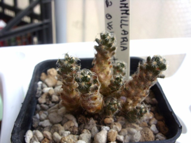 Mammillaria haudeana 