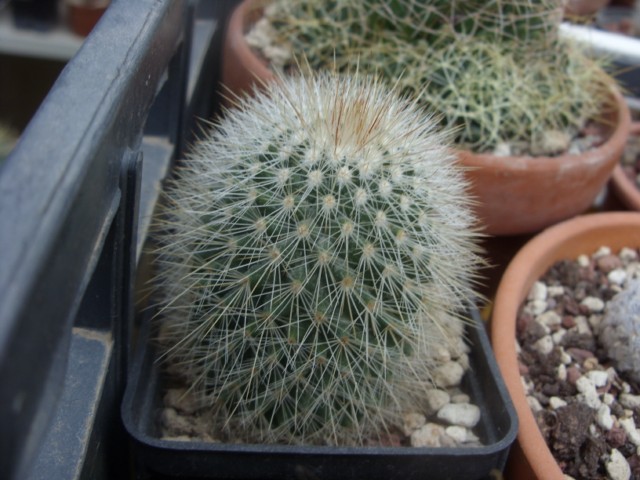 Mammillaria spinosissima ssp pilcayensis. 