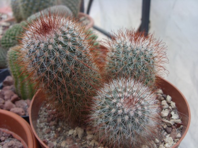 Mammillaria spinosissima 