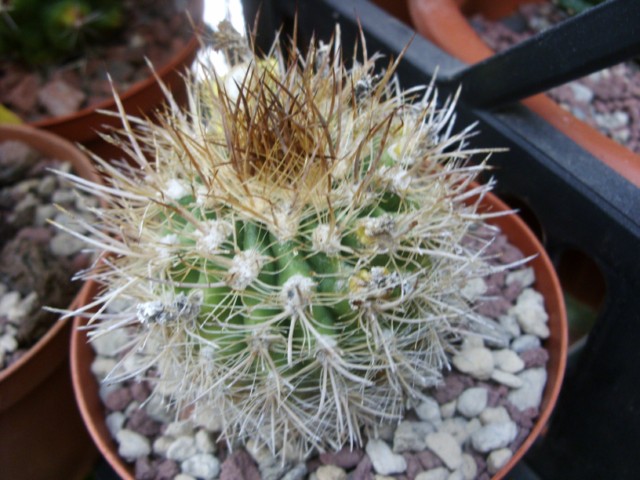 Neoporteria intermedia 