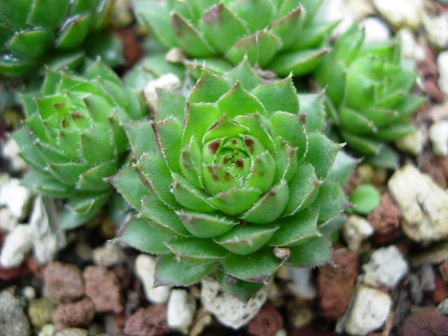 Sempervivum nevadense 