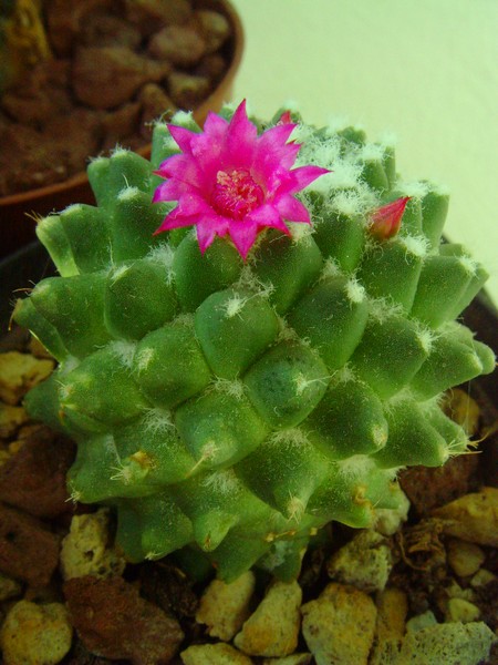 Mammillaria polythele cv. nuda 