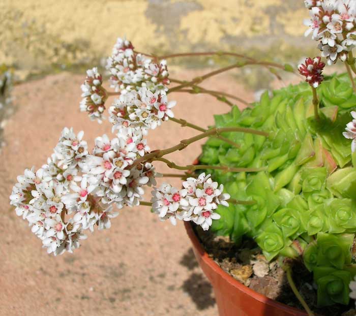 Crassula socialis 