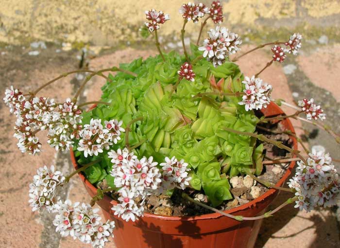 Crassula socialis 