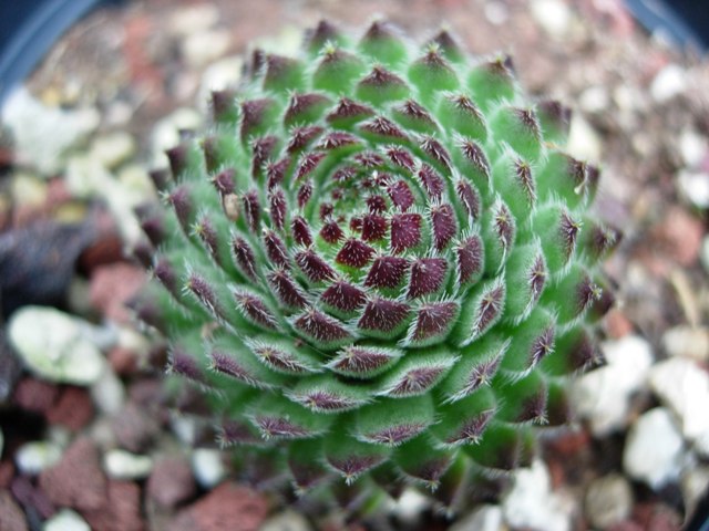 sempervivum octopodes v. apetalum