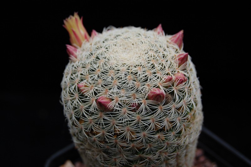 Mammillaria solisioides 