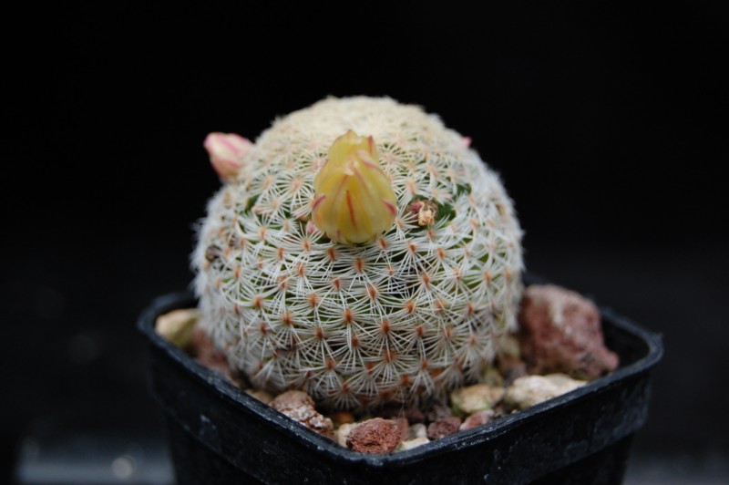 Mammillaria solisioides 