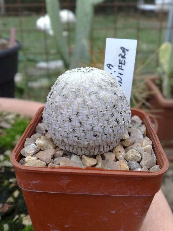 Mammillaria pectinifera 