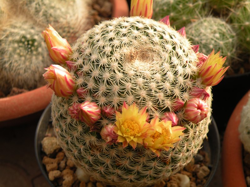 Mammillaria solisioides 