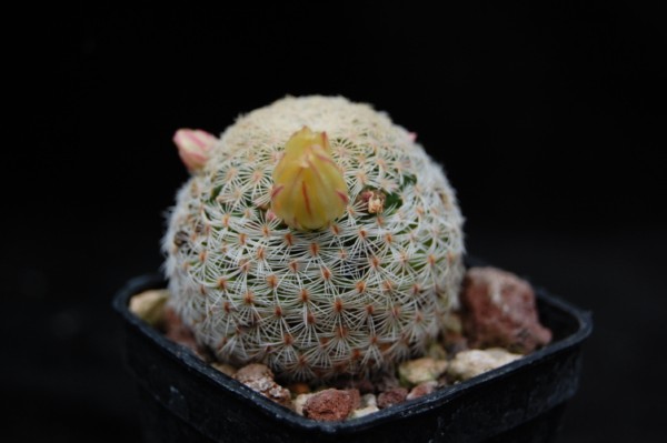 Mammillaria solisioides 