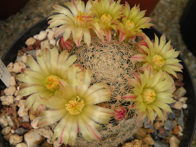 Mammillaria solisioides 