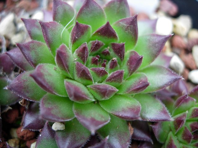 Sempervivum ossetiense 