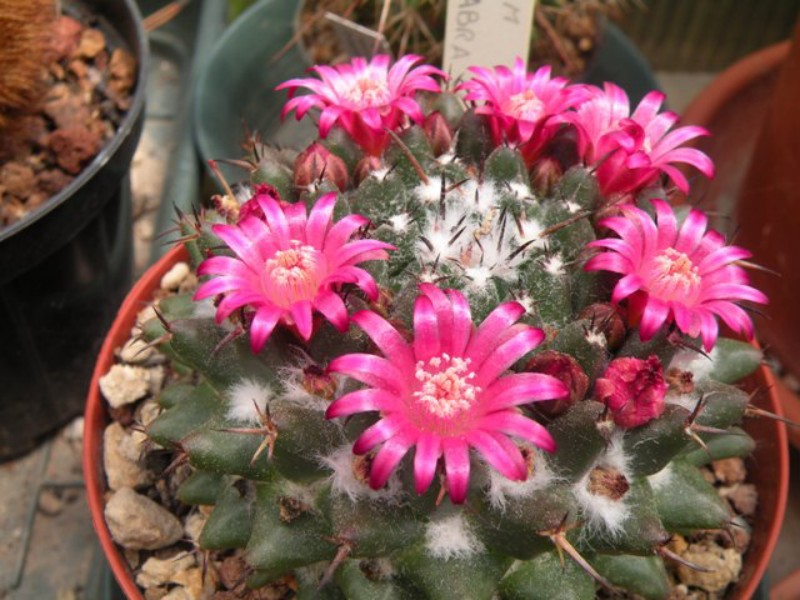 Mammillaria abra celaja 