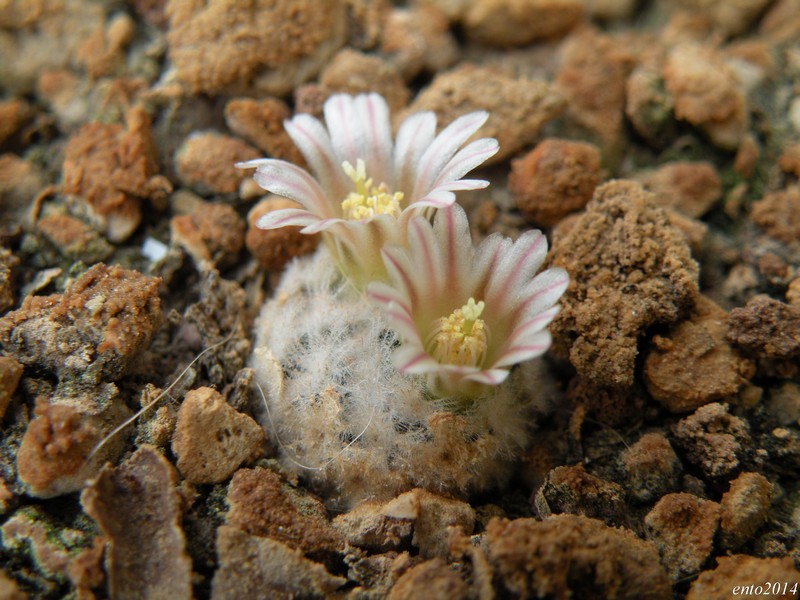 Mammillaria sp. SB 500