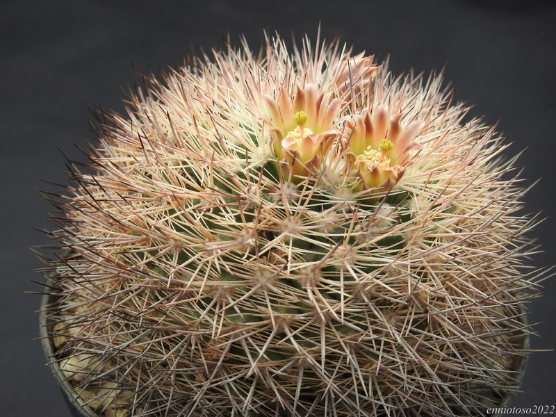 Mammillaria  vzd 519