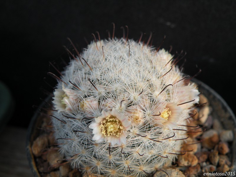 Mammillaria viescensis WTH 323