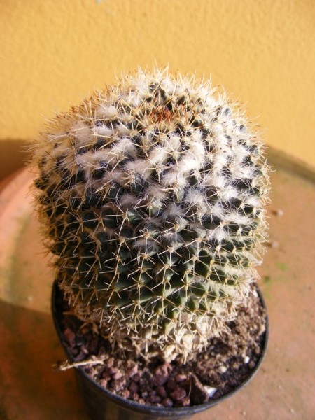 Mammillaria nejapensis 