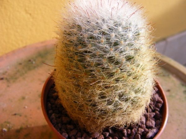 Mammillaria schwarzii 