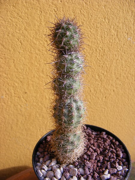 Loxanthocereus camanaensis 