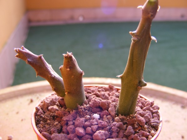 Ceropegia stapeliiformis 