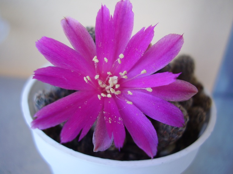  sulcorebutia sp. tarabuco (verticillacantha v. minima?) 