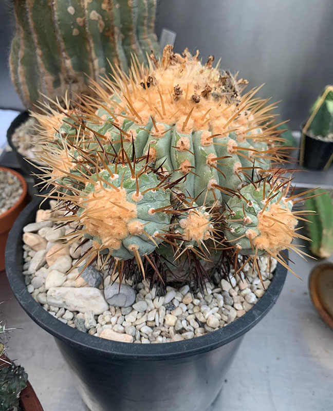 Copiapoa  
