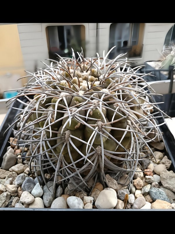 Gymnocalycium spegazzinii 