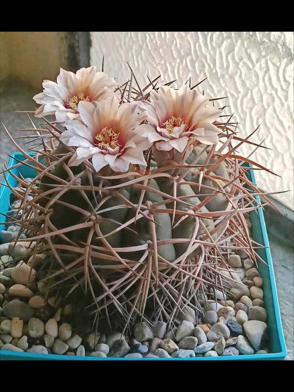 Gymnocalycium spegazzinii x cardenasianum 