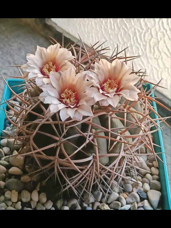 Gymnocalycium spegazzinii x cardenasianum 