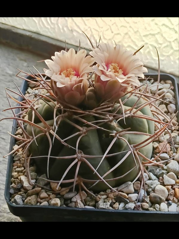 Gymnocalycium spegazzinii lau451