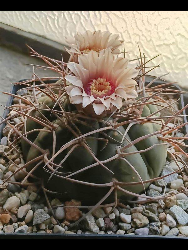 Gymnocalycium spegazzinii lau451