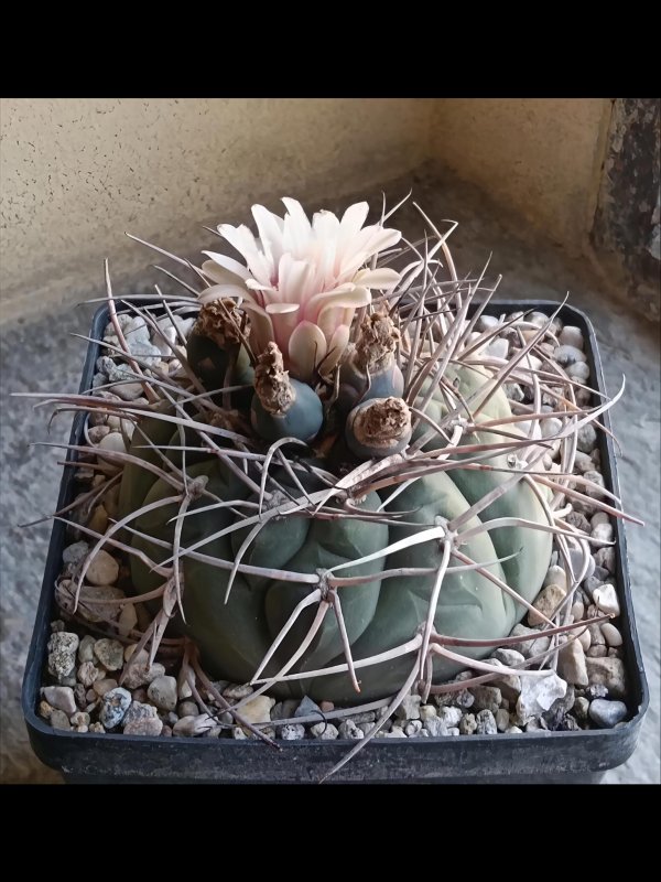 Gymnocalycium spegazzinii lau 451