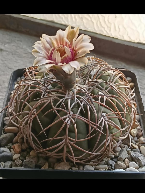 Gymnocalycium spegazzinii 