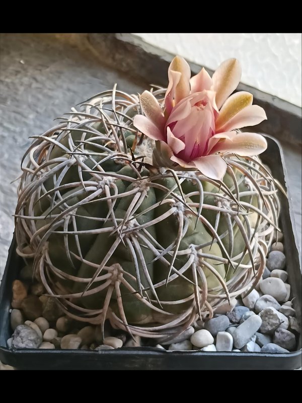 Gymnocalycium spegazzinii 