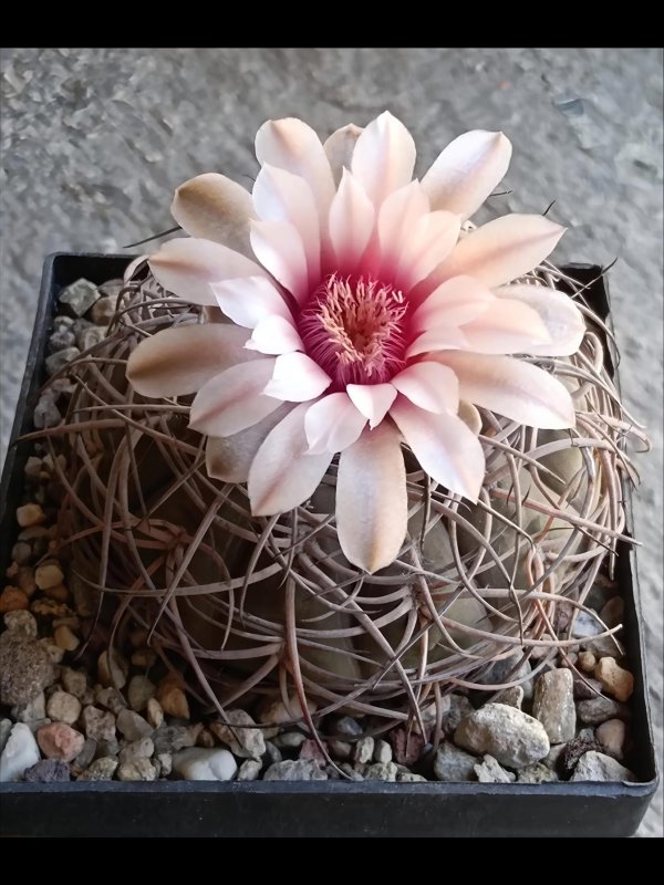 Gymnocalycium spegazzinii 