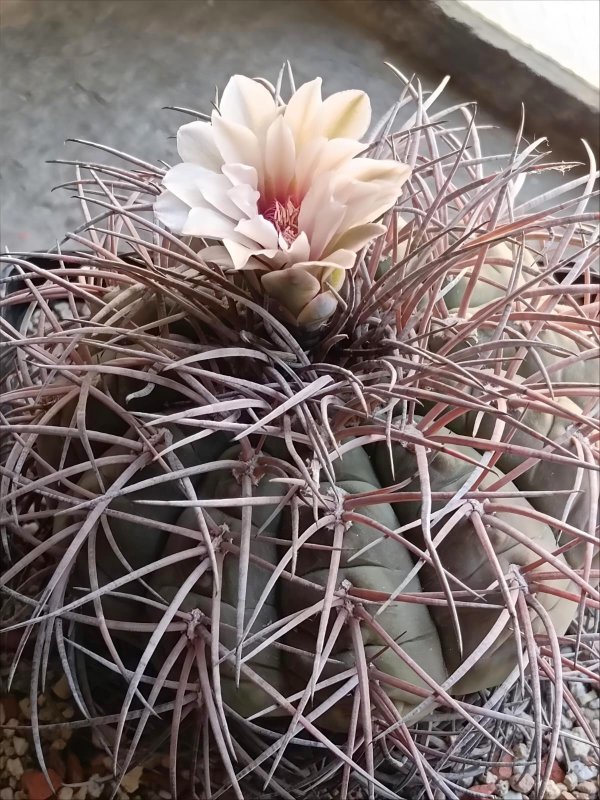 gymnocalycium spegazzinii v.major