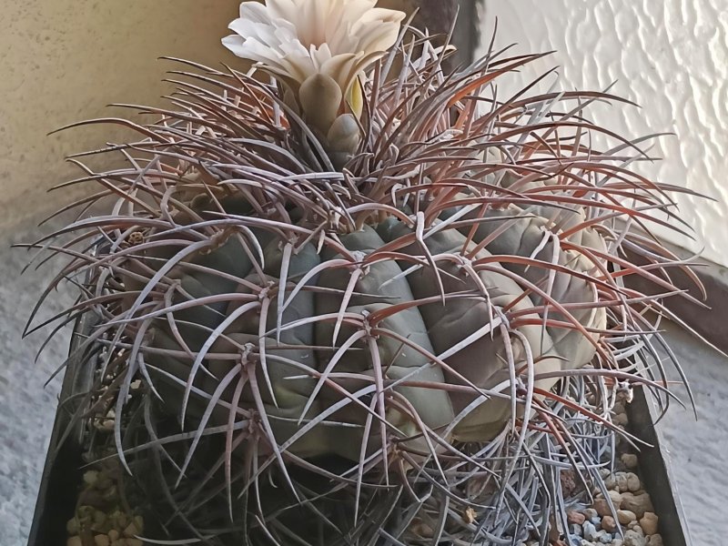 Gymnocalycium spegazzinii v. major 