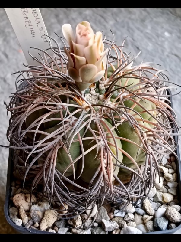 Gymnocalycium spegazzinii tom 07-318
