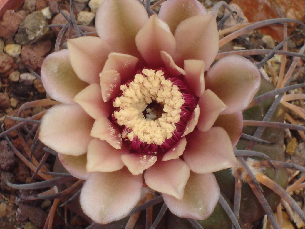 Gymnocalycium spegazzinii ssp. cardenasianum 